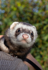 Cute pet ferret with harness and leash enjoying the grass outside