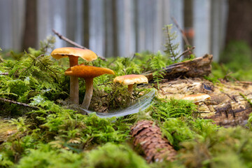 Closeup shot of fungi growing on a mossy forest floor - Powered by Adobe