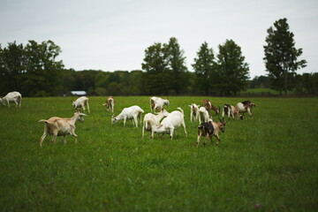 Fototapeta na wymiar Dairy goats grazing in a field during the summer season in Ontario, Canada.