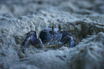 round eyed ghost crab on anse georgette on praslin on the seychelles