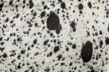 Brown and white cowhide, closeup