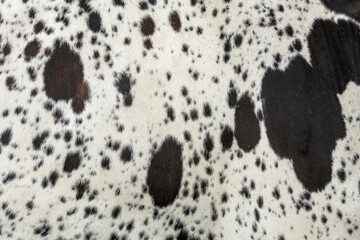 Brown and white cowhide, closeup - obrazy, fototapety, plakaty