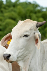 White Brahman Beef cattle standing by a fence,  looking at the camera, Colombia, South America