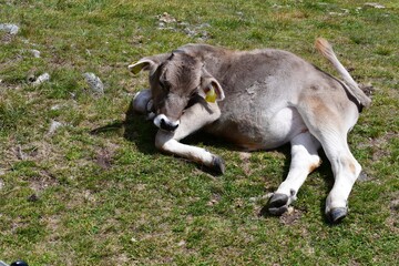 A cow on a meadow