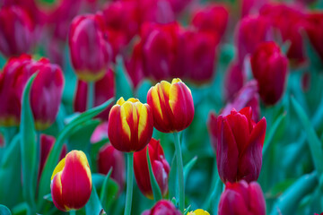 Beautiful colorful red and yellow tulips background. Field of spring flowers