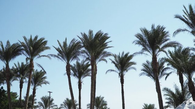 Palm trees against the blue sky in Hurghada, Egypt
