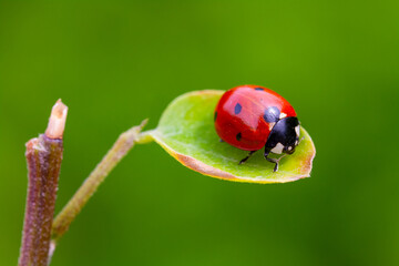 Ladybird on spring leaf in the garden.