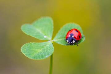 ladybug on three leaf clover