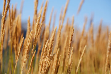 Golden ears of mountain grass