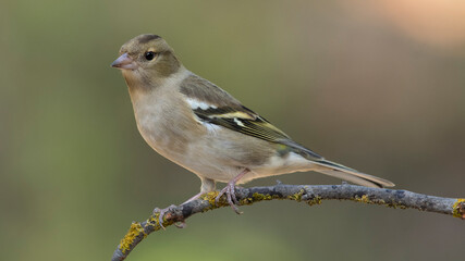 Fototapeta premium Common Chaffinch