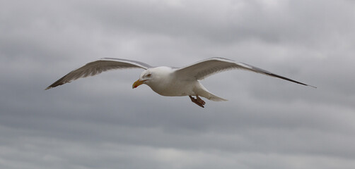 Silbermöwe - European herring gull