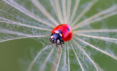 Beautiful Ladybug on dandelion defocused background