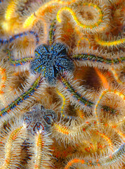 Technicolor brittle stars.