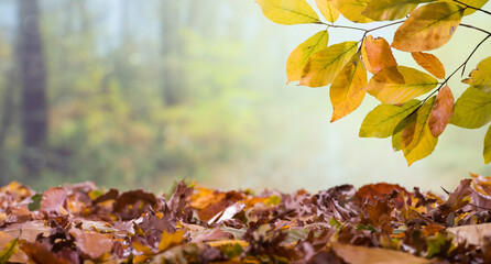 Abstract nature autumn background. Yellow leaves and forest background