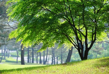 Naklejka premium trees in the park