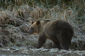 Brown Bear (Ursus arctos). The Bieszczady Mountains, Carpathians, Poland.