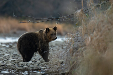 Brown Bear (Ursus arctos). The Bieszczady Mountains, Carpathians, Poland.