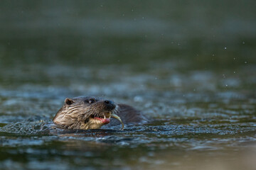 Eurasian Otter (Lutra lutra) in the river. The Bieszczady Mountains, Carpathians, Poland.