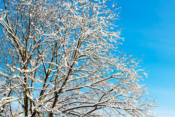 view of white snow and frost covered trees against beautiful blue winter sky