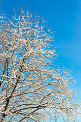 view of white snow and frost covered trees against beautiful blue winter sky