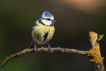 Eurasian Blue Tit