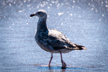 Seagull
