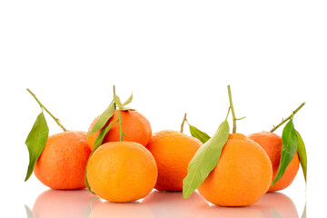 Several bright orange ripe tangerines, close-up, isolated on white.