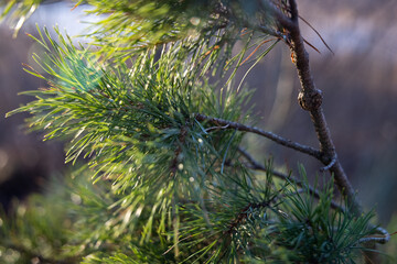Fototapeta na wymiar Soft focused young Pine buds. Pinus sylvestris, pinus nigra, branches of mountain pine. Pinus tree on a sunny day with the backlight of sun