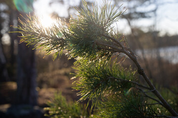 Soft focused young Pine buds. Pinus sylvestris, pinus nigra, branches of mountain pine. Pinus tree on a sunny day with the backlight of sun