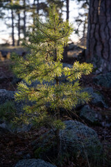 Soft focused young Pine buds. Pinus sylvestris, pinus nigra, branches of mountain pine. Pinus tree on a sunny day with the backlight of sun