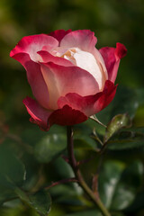 Rose (Rosa sp.)