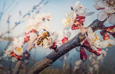 Close up of a diligent honeybee collects nectar from a blooming apricot tree. Little, black and golden bee picks pollen from blossoming fruit flowers. Early spring background, nature awakening - obrazy, fototapety, plakaty