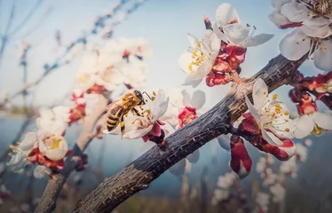 Crédence de cuisine en verre imprimé Abeille Close up of a diligent honeybee collects nectar from a blooming apricot tree. Little, black and golden bee picks pollen from blossoming fruit flowers. Early spring background, nature awakening