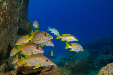 A small school of schoolmaster snappers hanging out in the cover of a section of sunken shipwreck...