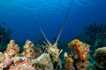 A rare sighting of a Caribbean spiny lobster out in the open during daylight hours. These crustaceans usually spend the day hiding under ledges but this one was shot scurrying across the reef
