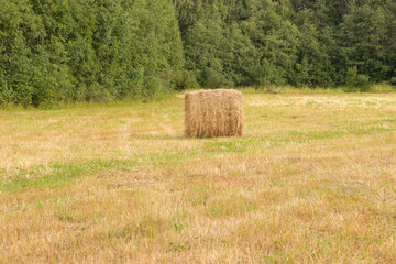 bales of hay in the field in autumn. Mowing grass for feeding animals. Packaging and storage of hay. Harvesting grass for cows for the winter.
