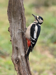 Great-spotted woodpecker, Dendrocopos major