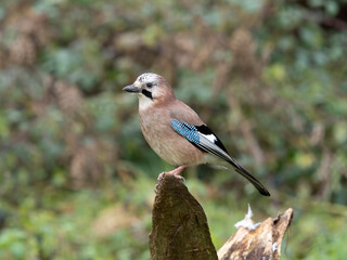 Jay, Garrulus glandarius