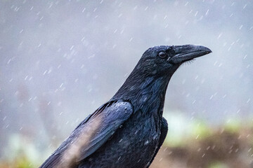 Rainy Crow