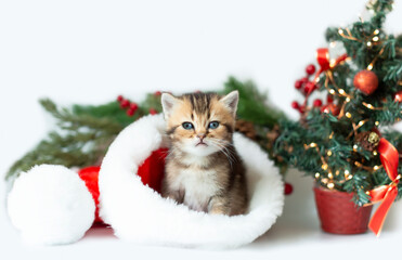 Christmas card with a cute striped kitten in a Santa Claus hat on the background of a Christmas tree. Pet kittens as a gift for New Year and Christmas. Selective focus