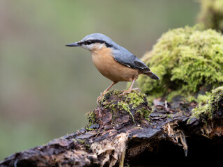 Nuthatch, Sitta europaea