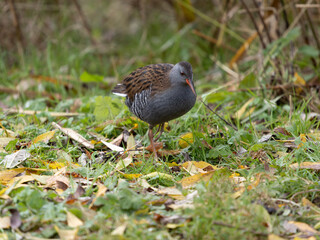 Water rail, Rallus aquaticus