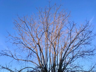 bare tree branches against blue sky in winter