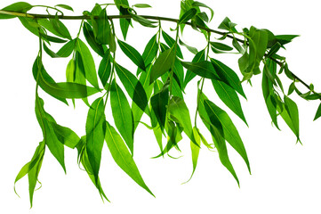 Green leaves, plants, leaves, branches isolated on white background. Willow leaves on twigs. Young spring greenery. © 151115