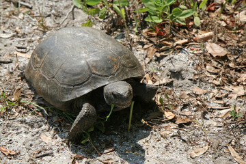 Gopher Tortoise - Gopherus polyphemus - in natural habitat in central Florida, United States.