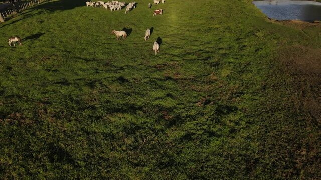 desplazamiento frontal con dron de un grupo de ganado pastando en un campo verde con la luz de sol del atardecer