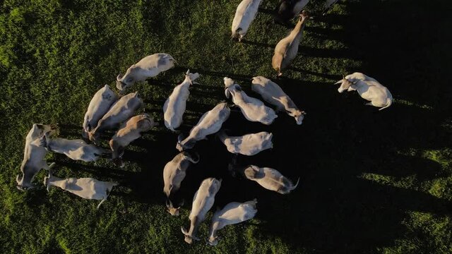 Plano cenital con dron de un grupo de ganado pastando en el campo con la luz del atardecer