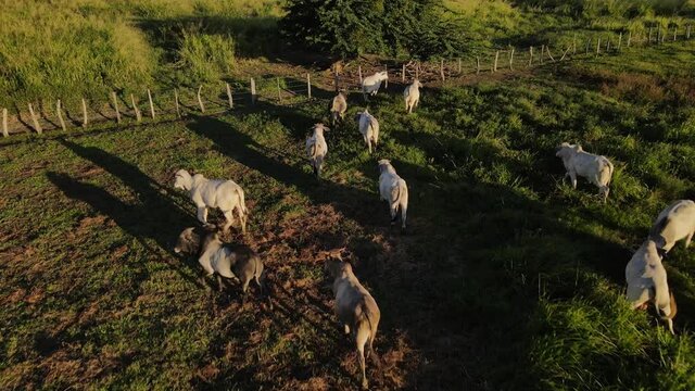 ganado corriendo en grupo en el pasto verde con luz del atardecer