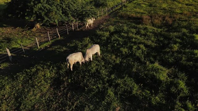 Imagen a&eacute;rea de dos toros en disputa en una finca