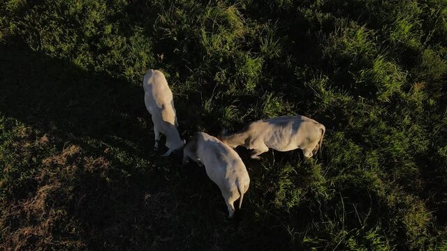 Video con vista desde arriba con dron de tres animales peleando con luz del atardecer